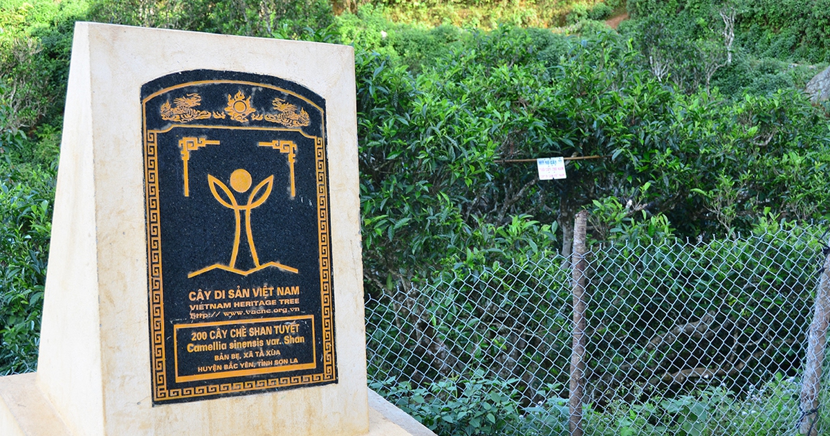 Nỗi niềm tr&agrave; di sản: Shan tuyết T&agrave; X&ugrave;a b&igrave;nh an giữa thi&ecirc;n đường m&acirc;y