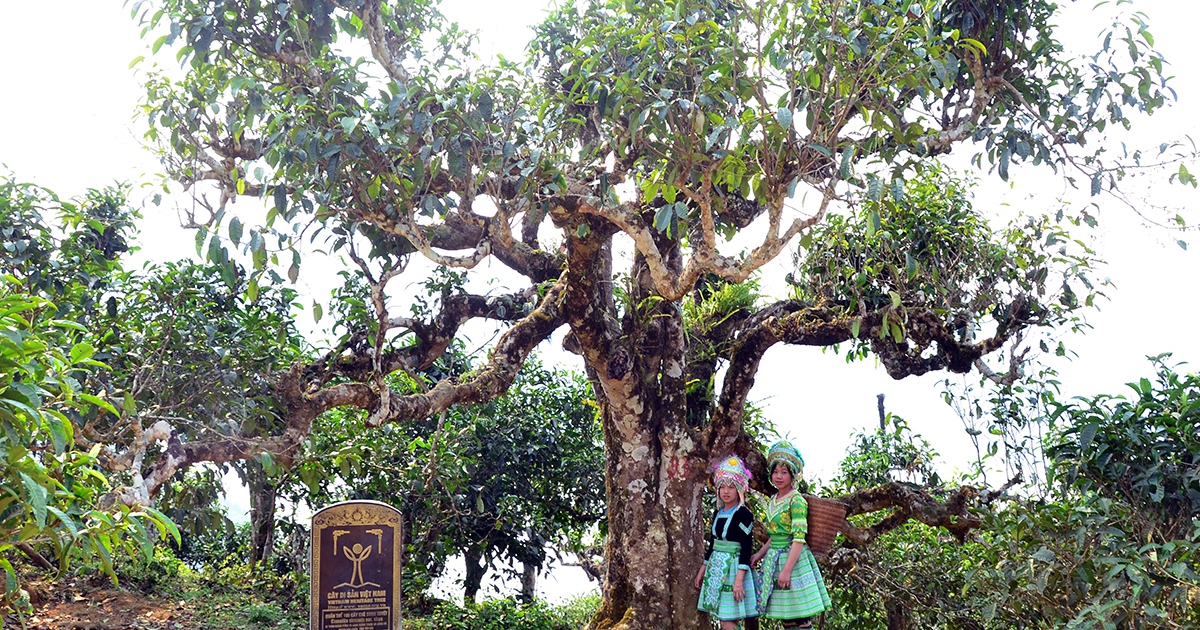 Nỗi niềm tr&agrave; di sản: Phải sinh lợi, kh&ocirc;ng sinh&hellip; bệnh!