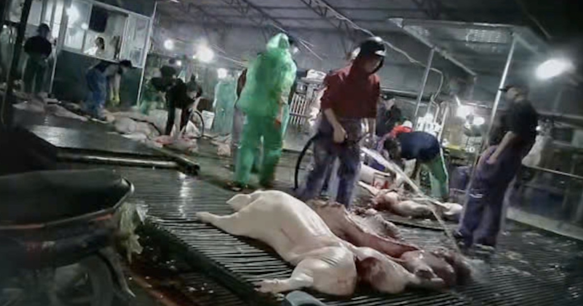 Cách 300 tấn thịt lợn bệnh lọt cửa kiểm dịch, vào trường học ở Hà Nội