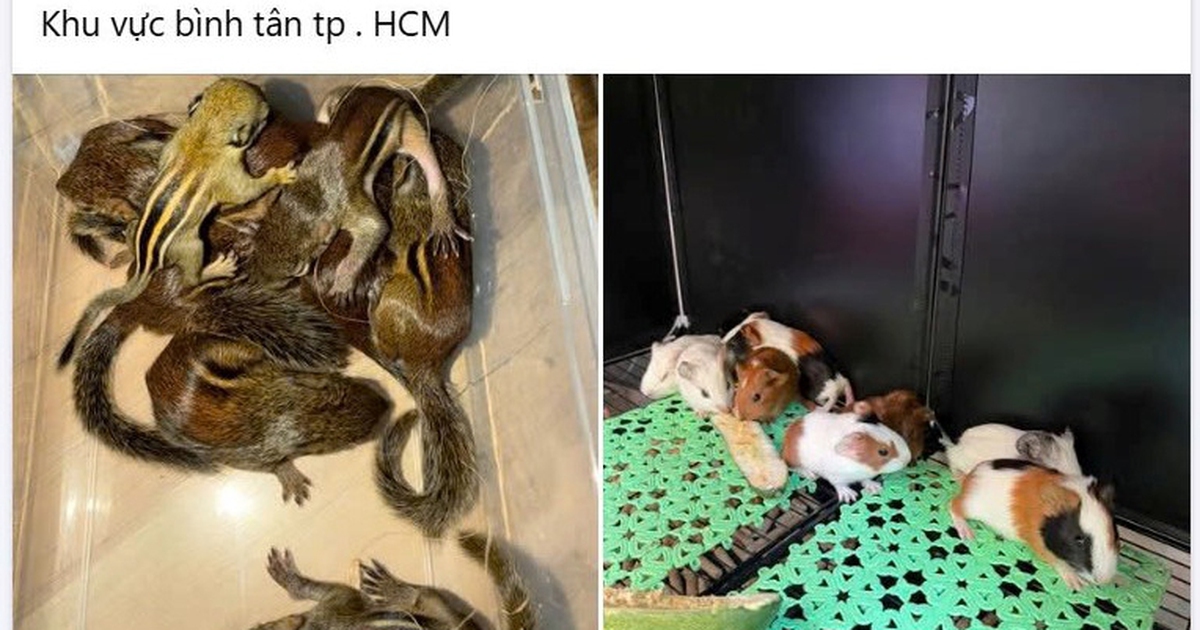 Nuôi thú cưng: Coi chừng 'đam mê' dẫn lối vào tù