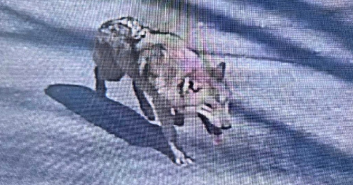 Ch&oacute; s&oacute;i tho&aacute;t khỏi vườn th&uacute; g&acirc;y x&ocirc;n xao, Tổng thống H&agrave;n Quốc phải l&ecirc;n tiếng