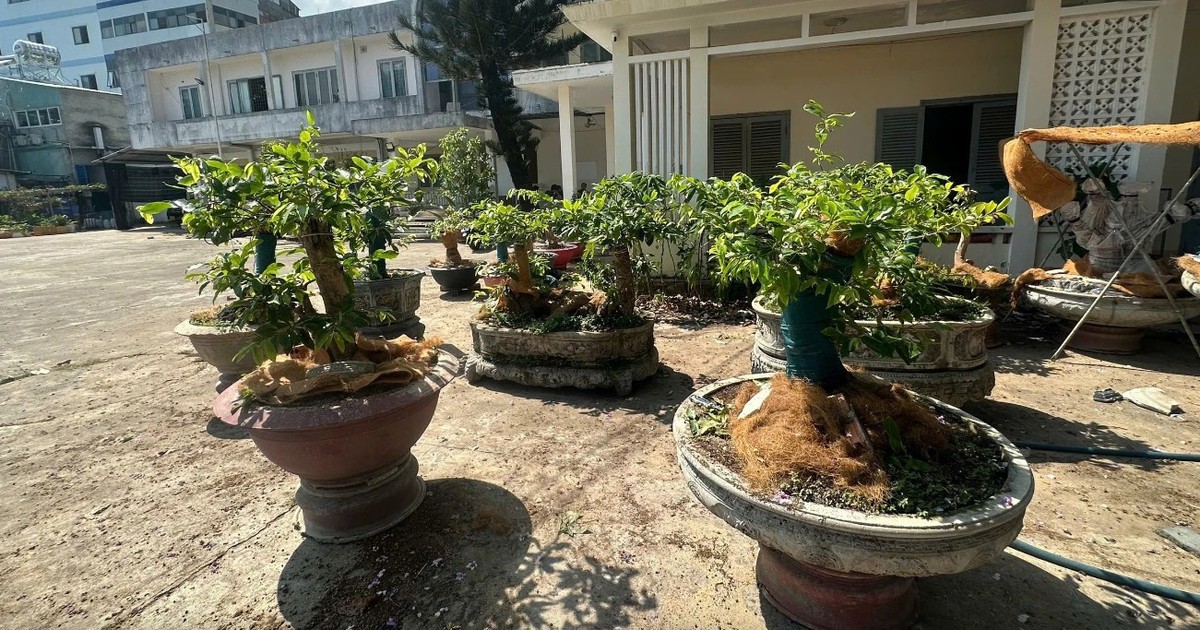 Phạt tiền người giữ 42 cây mai vàng: Người dân phải chứng minh nguồn gốc thế nào?