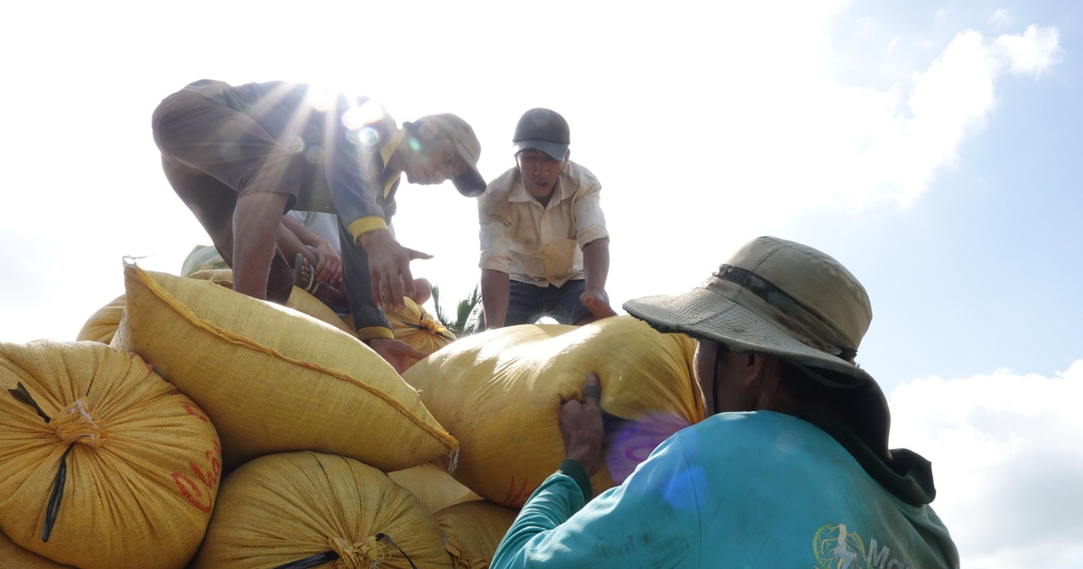 Philippines nhập khẩu kỷ lục, giá gạo Việt Nam tăng mạnh