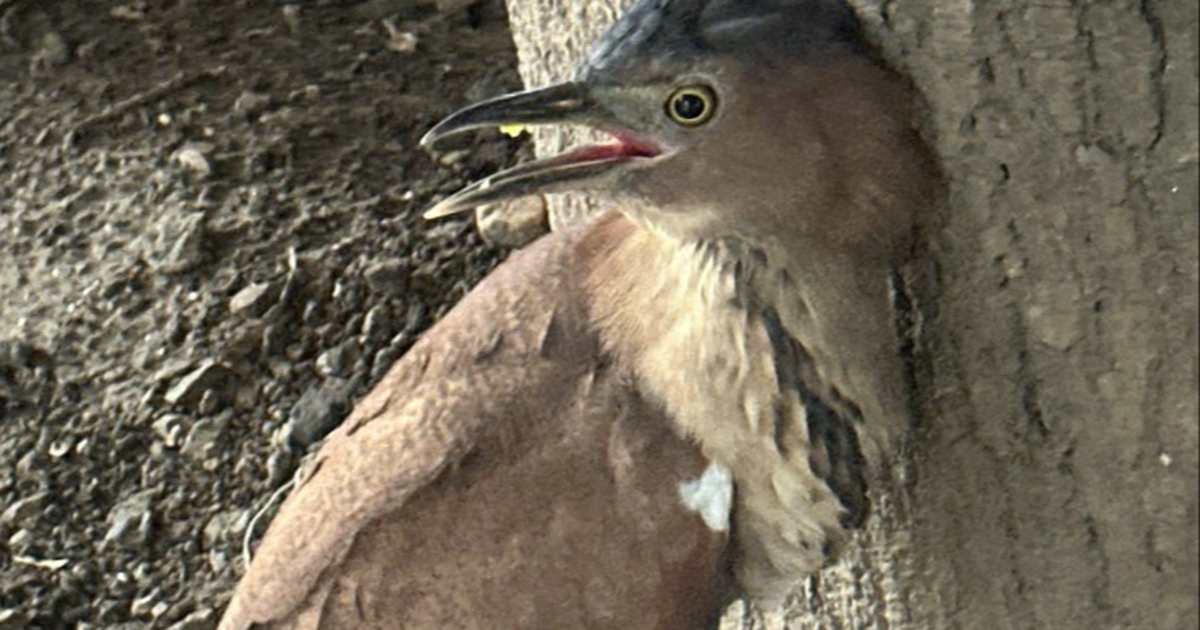 Chim vạc rừng bị thương được giải cứu: Cần làm gì khi phát hiện?