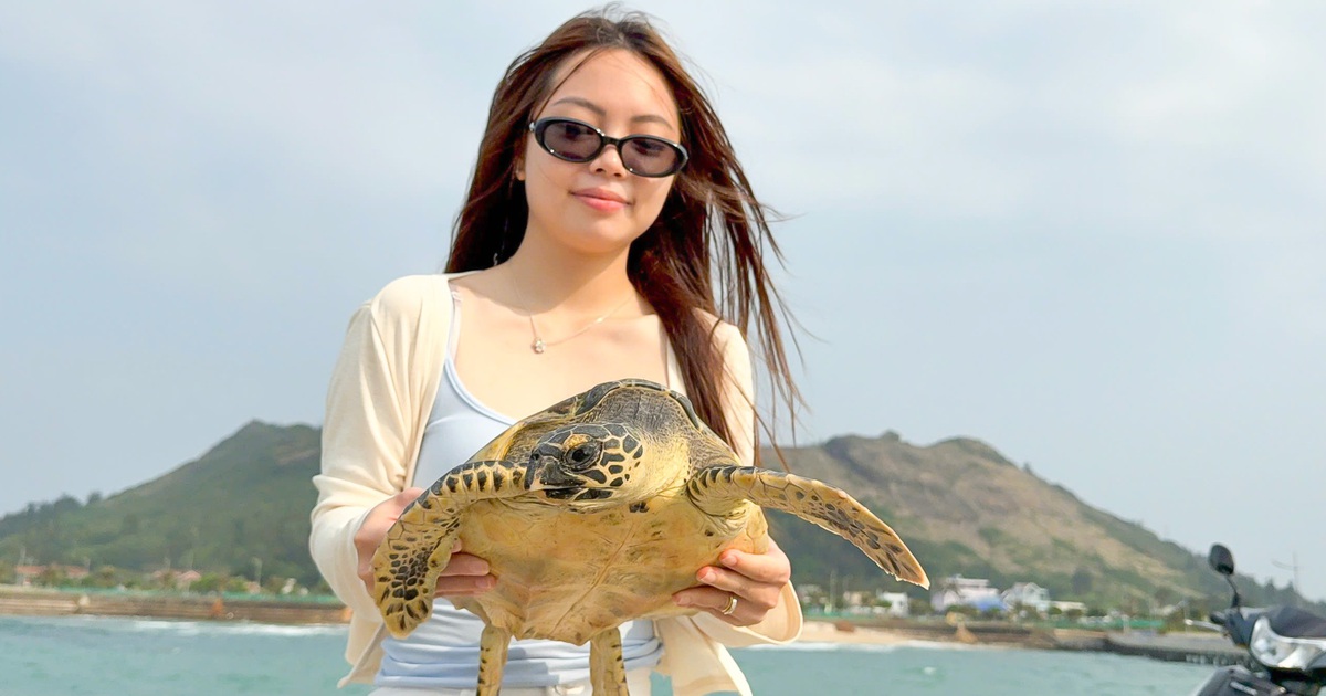 Du khách cùng thả rùa biển quý hiếm mắc "lưới ma" về đại dương