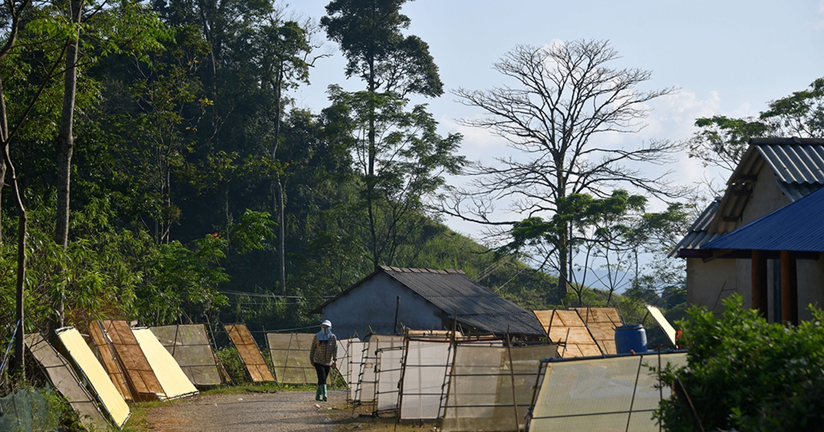Giấy giang Pà Cò, khi hồn rừng về phố thị