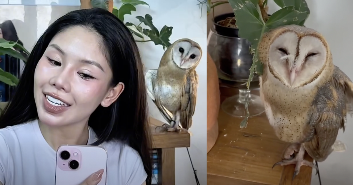 C&ocirc; g&aacute;i cứu chim c&uacute; lợn g&atilde;y c&aacute;nh, nu&ocirc;i lớn với gương mặt h&igrave;nh tr&aacute;i tim đ&aacute;ng y&ecirc;u