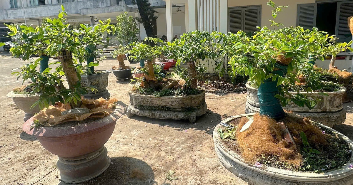 Vụ 42 cây mai vàng ở Côn Đảo: Khi nào phải chứng minh hồ sơ lâm sản?