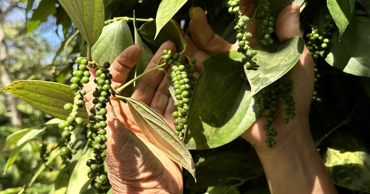 Mỹ và Trung Quốc tăng nhập, giá tiêu duy trì mức cao