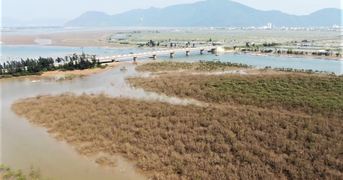 Nhiều hecta rừng ngập mặn ở Hà Tĩnh chết khô