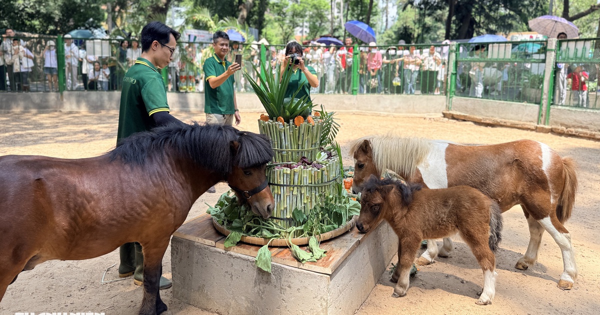 'N&agrave;ng' ngựa l&ugrave;n Ca Cao si&ecirc;u tinh nghịch trong tiệc đầy th&aacute;ng ở Thảo Cầm Vi&ecirc;n