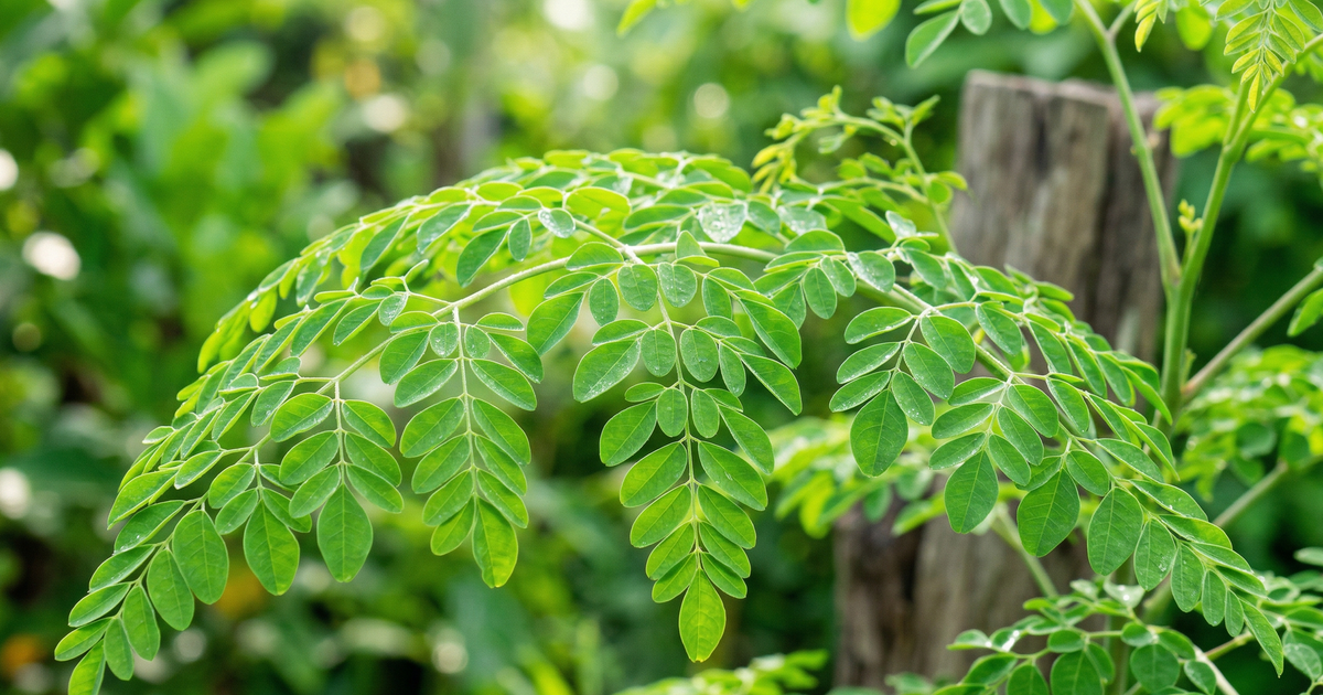 Vì sao chùm ngây được ví như "thịt bò của thực vật"?