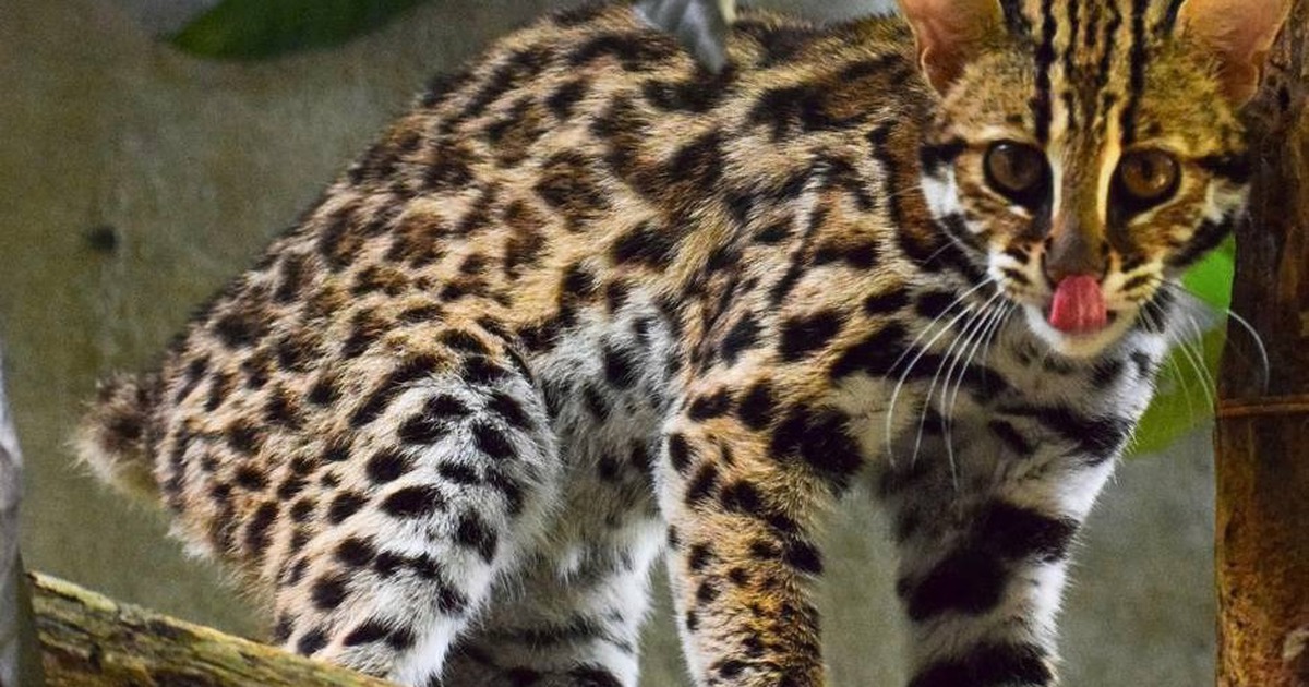 Không thể về rừng vì cụt đuôi, mèo rừng Echo trở thành 'đại sứ giáo dục'