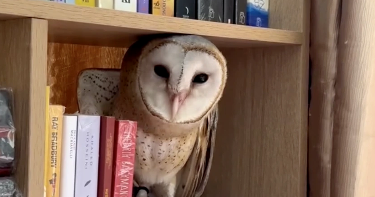 Chim cú lợn có thật sự xui xẻo? Câu chuyện từ cô gái ở TP.HCM