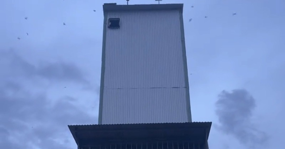 Nhà yến ở Gia Lai phát triển ồ ạt, nhiều người nuôi "vỡ mộng"