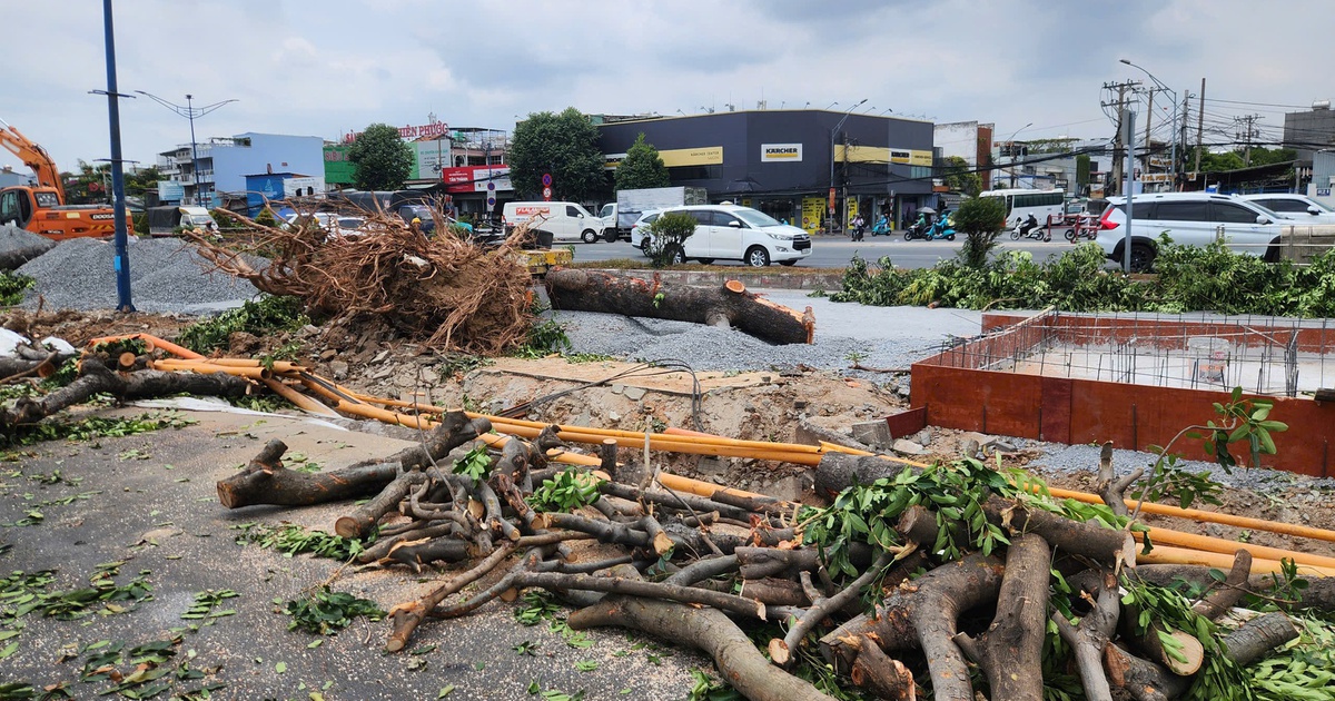 Bắt đầu đốn hạ, di dời cây xanh để làm metro số 2