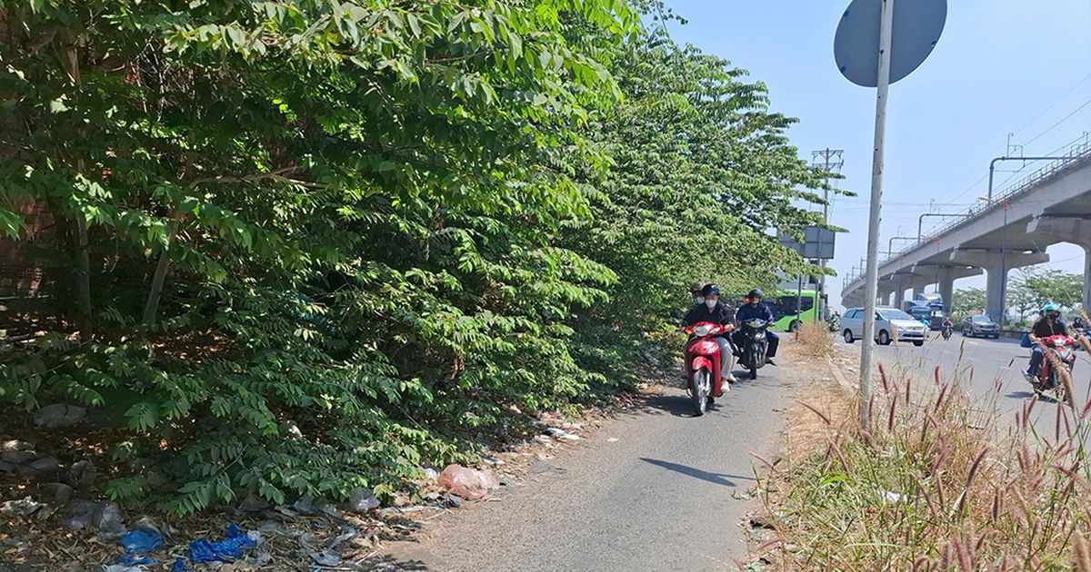 Cây xanh xòa ra đường