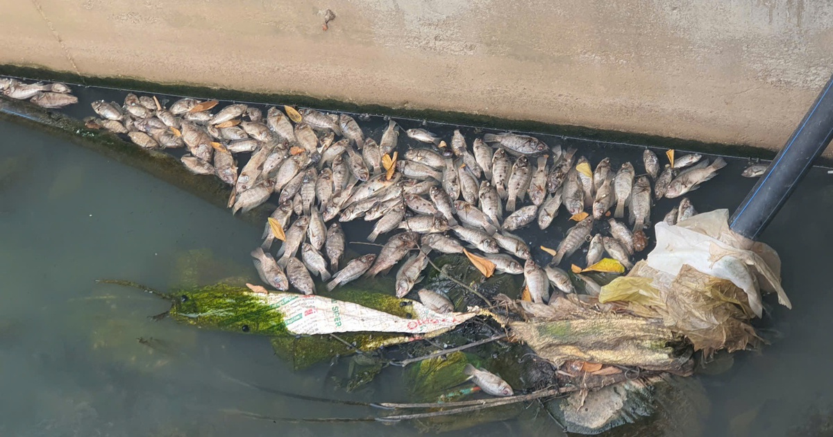Cá chết dày đặc dưới mương, mùi hôi thối bủa vây khu dân cư