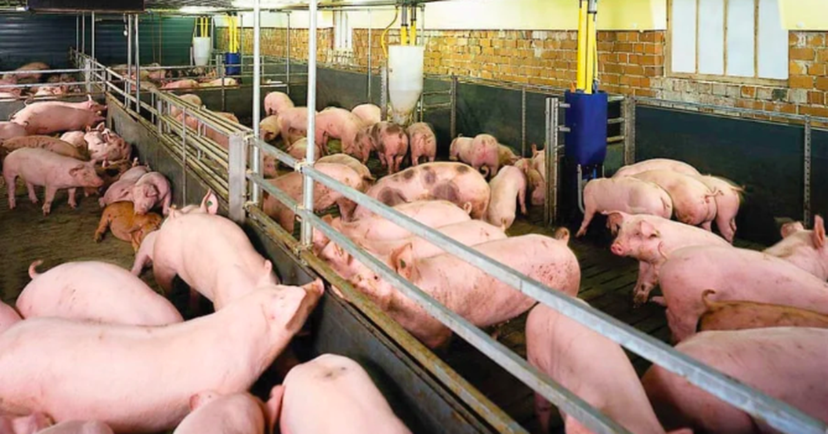 Giá heo hơi hôm nay 15.4.2026: Tăng trở lại trên cả nước