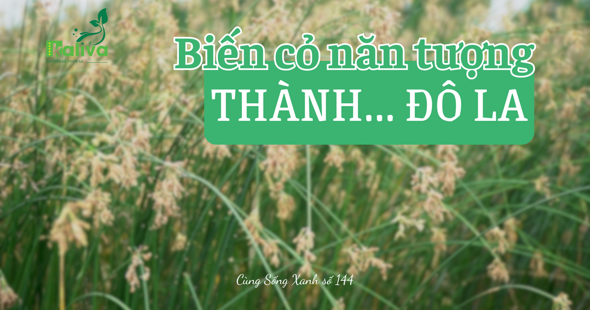 Cùng sống xanh số 144: Tạo sinh kế từ cỏ vùng ngập mặn