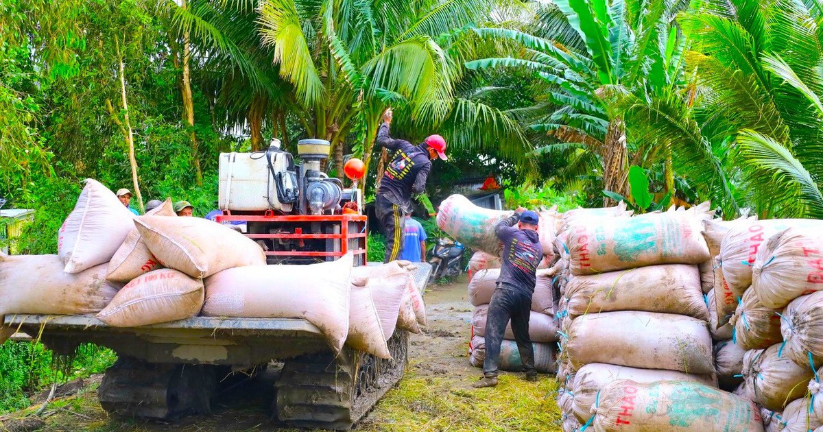 Giá lúa giảm, gọi nhiều doanh nghiệp thu mua không nghe máy