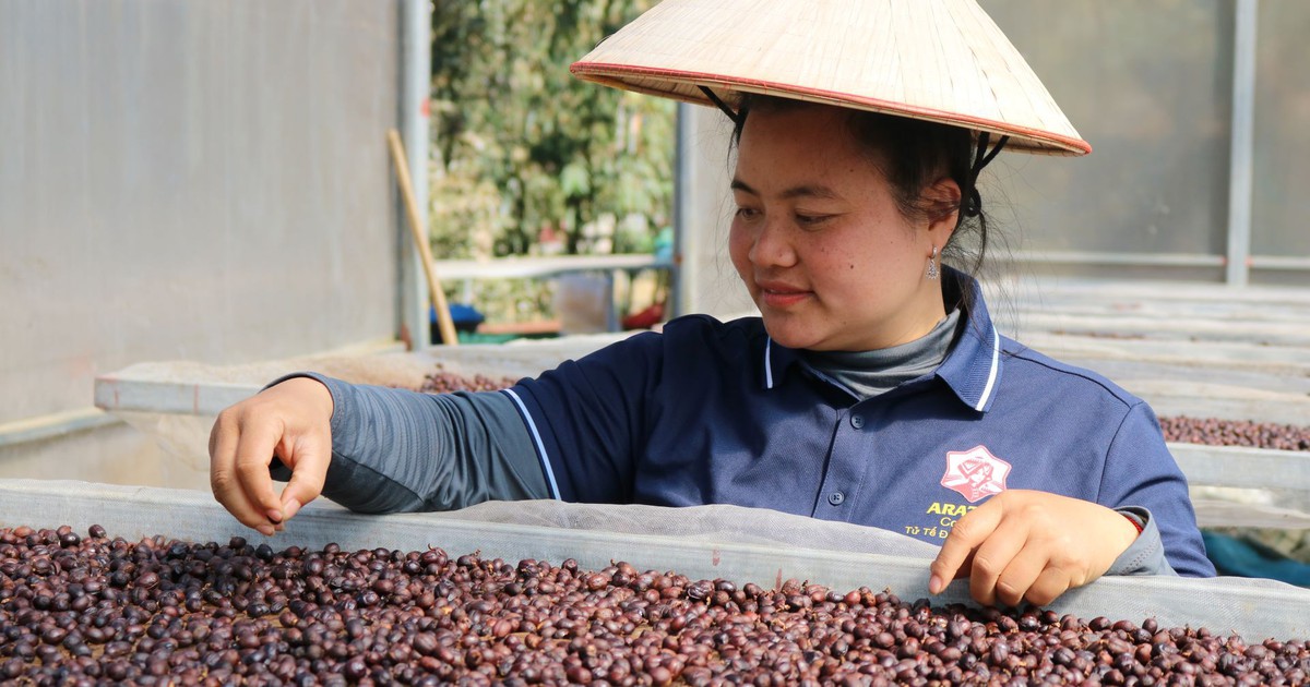 'Đánh thức' hương vị Arabica giữa núi rừng Tây Bắc