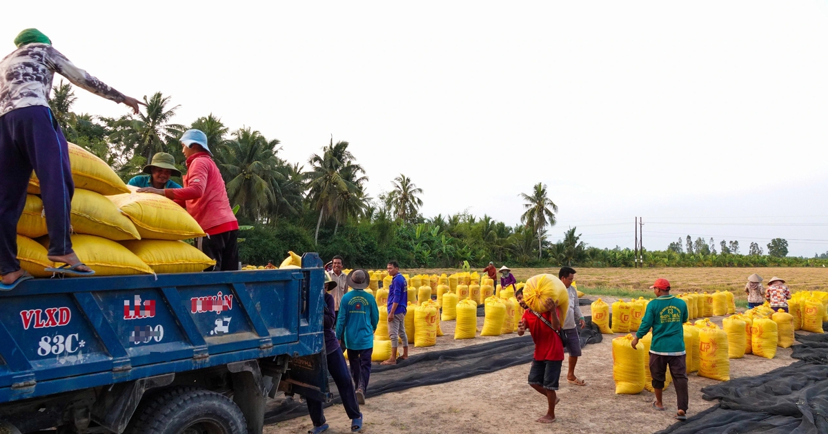 Đội nắng vác lúa mùa gặt, lao động miền Tây 'ai mệt thì anh em đỡ cho'