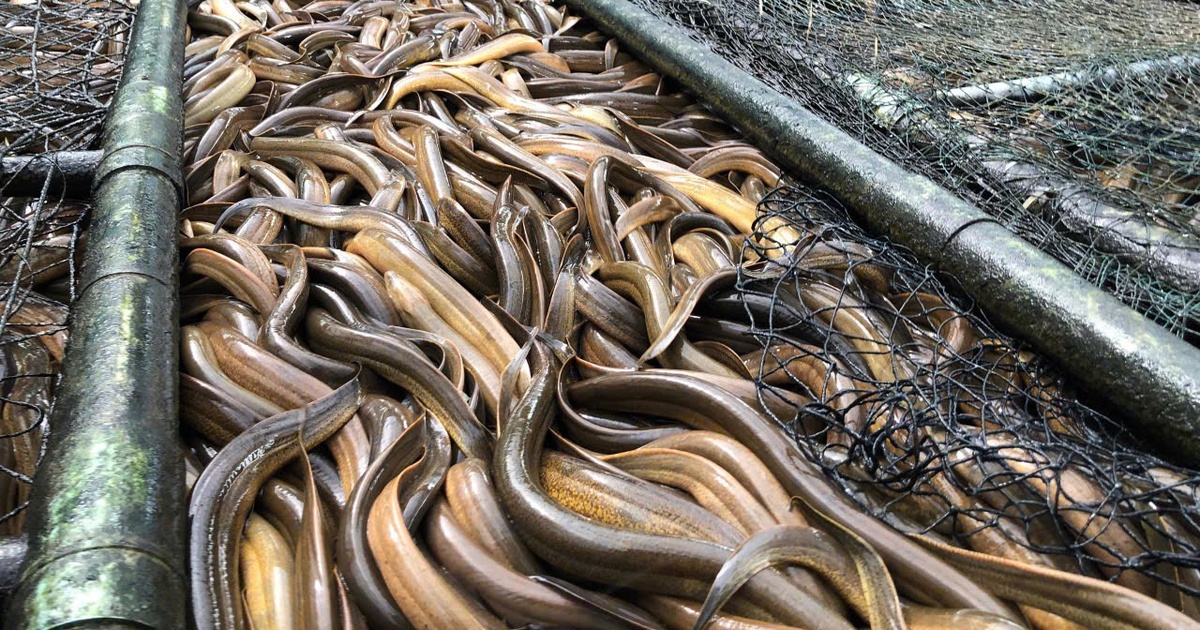 4.000 tấn lươn quá lứa 'kêu cứu'