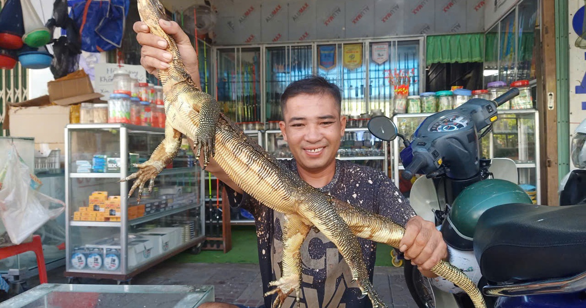 Cà Mau: Phát hiện kỳ đà hoa quý hiếm trong phòng ngủ