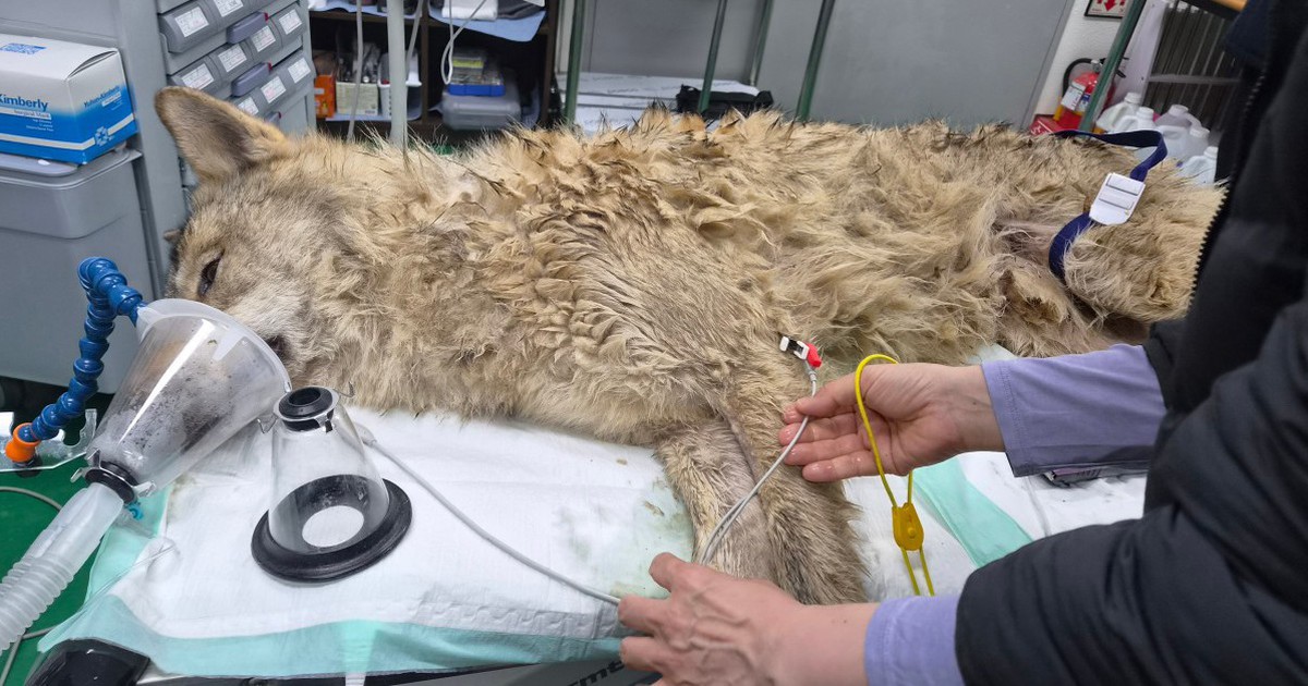 Bắt được sói xổng chuồng ở Hàn Quốc