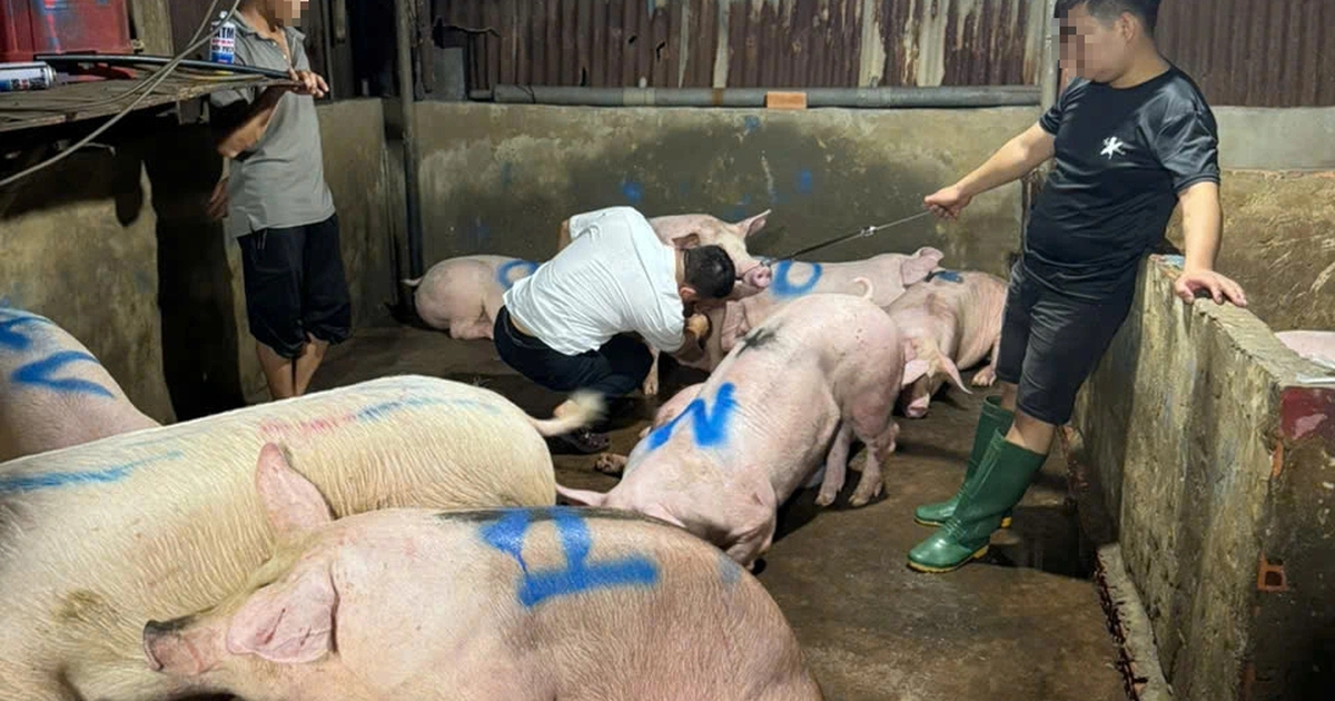 TP.HCM: 'Đột kích' lò giết mổ heo không phép, không kiểm dịch