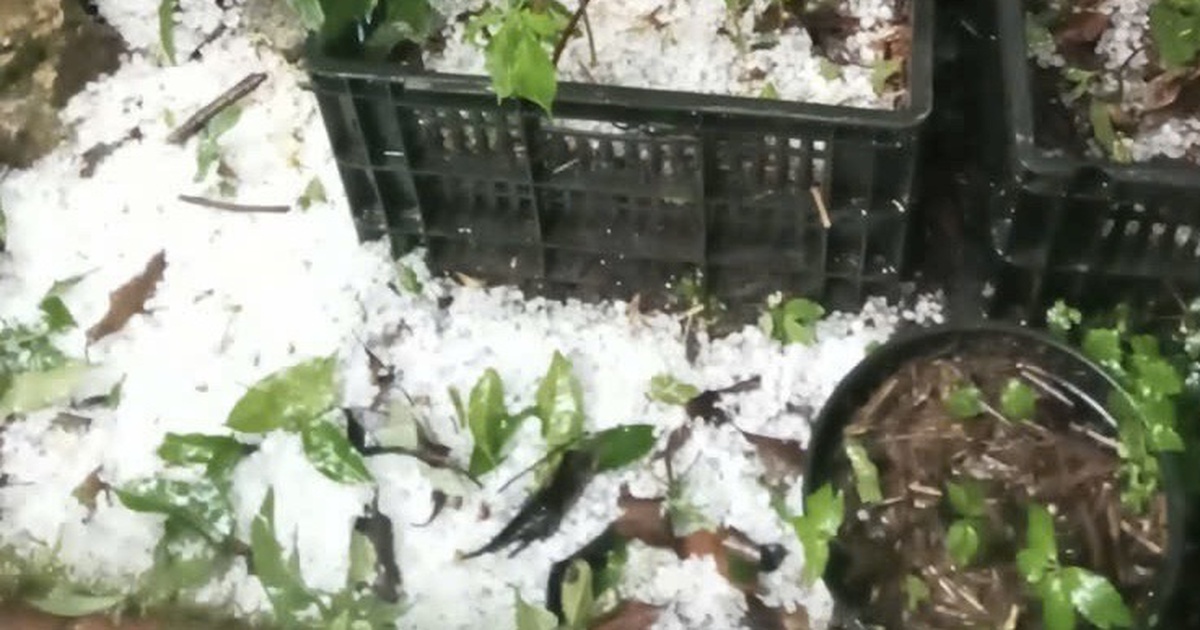 Mưa đá bất thường phía tây Quảng Ngãi, sâm Ngọc Linh và hoa màu thiệt hại nặng