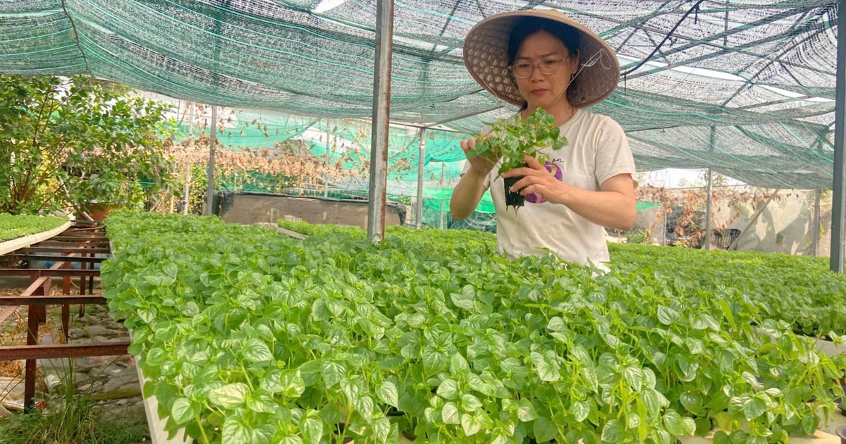 Rời văn phòng, nữ cán bộ khởi nghiệp với 2.000 m² rau thủy canh