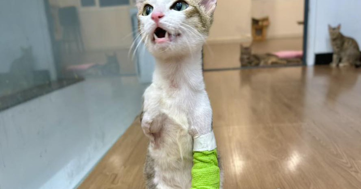 Chú mèo cụt 2 chân trước vẫn sống tốt, được chủ cưu mang, chăm sóc đặc biệt