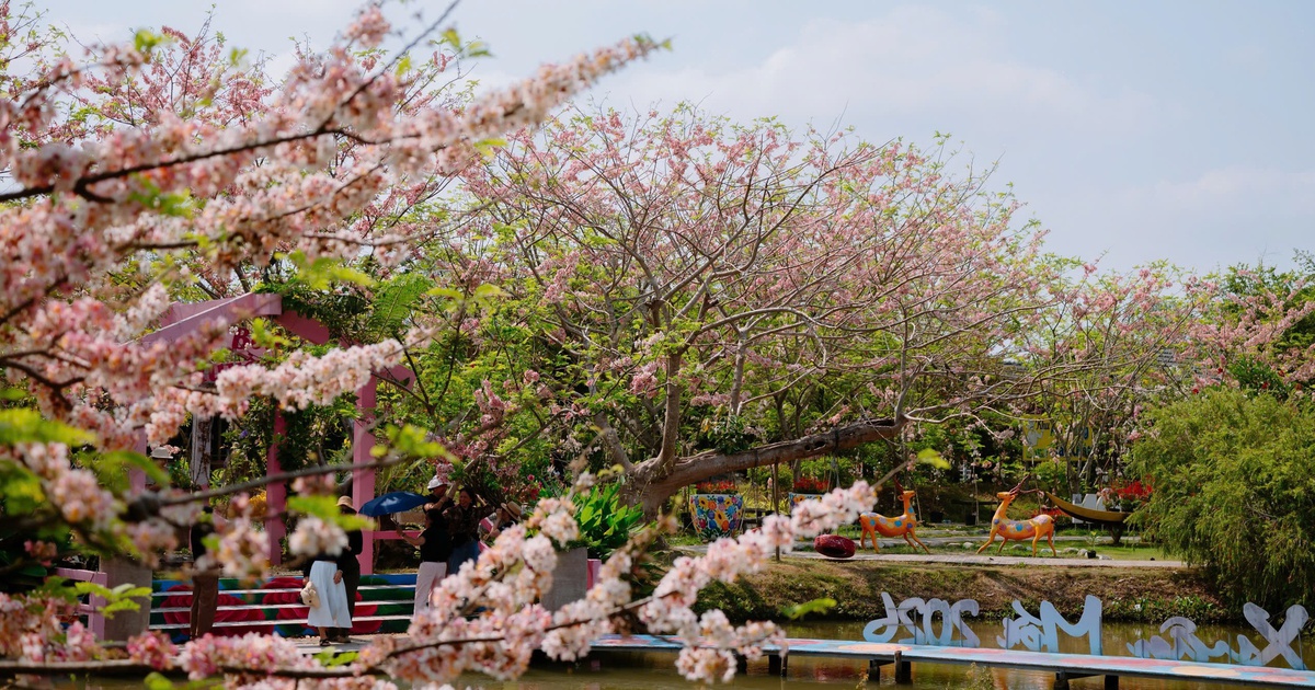 Về Sa Đéc ngắm vườn muồng hoa đào, lên ảnh đẹp lung linh