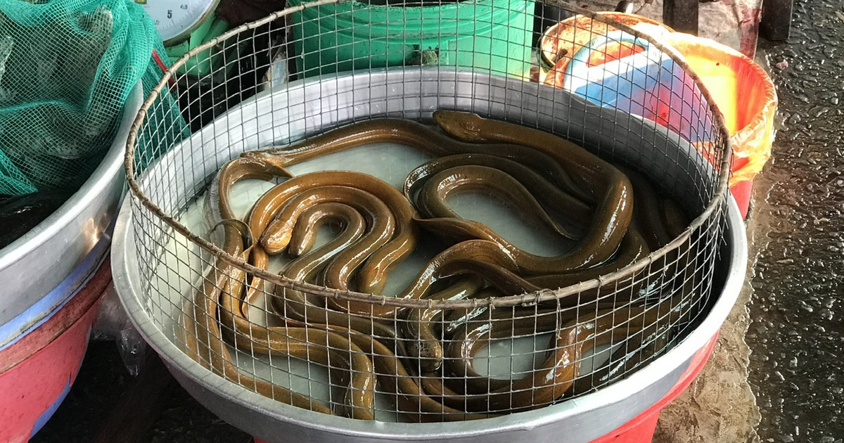 Vụ 4.000 tấn lươn quá lứa ‘kêu cứu’: Chợ sợ lươn to, càng để lâu càng khó