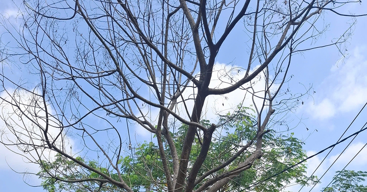 Cây đã chết, nên xử lý sớm