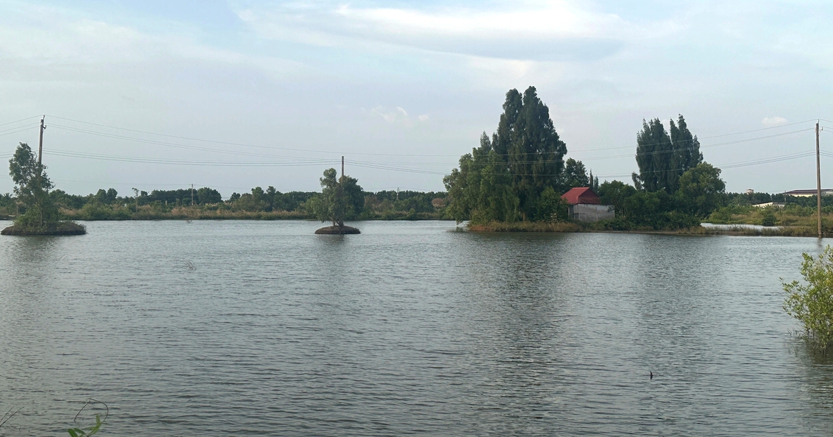 'Treo' 8 năm, ngân hàng đất 26,6 tỉ ở Cà Mau vẫn chỉ là đầm nước