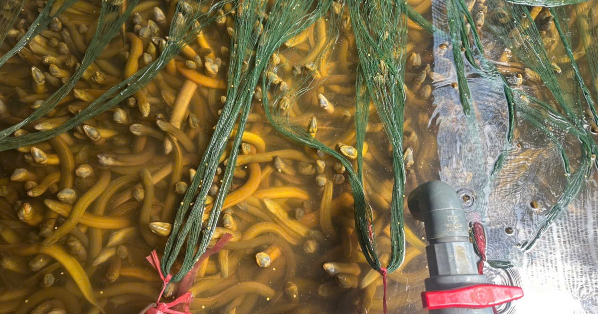 Vụ 4.000 tấn lươn quá lứa ‘kêu cứu’: Bán thì lỗ, nuôi tiếp càng khó