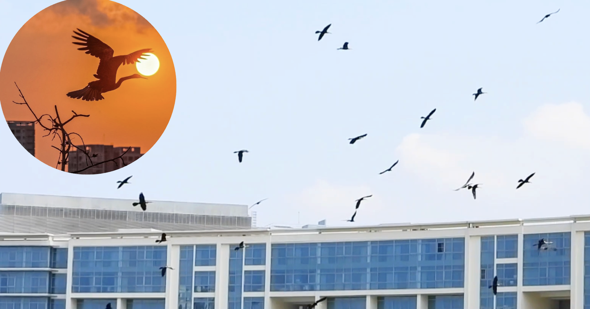 Khoảnh khắc bầy chim quý trong Sách đỏ vỗ cánh chao lượn ở 'khu nhà giàu' TP.HCM