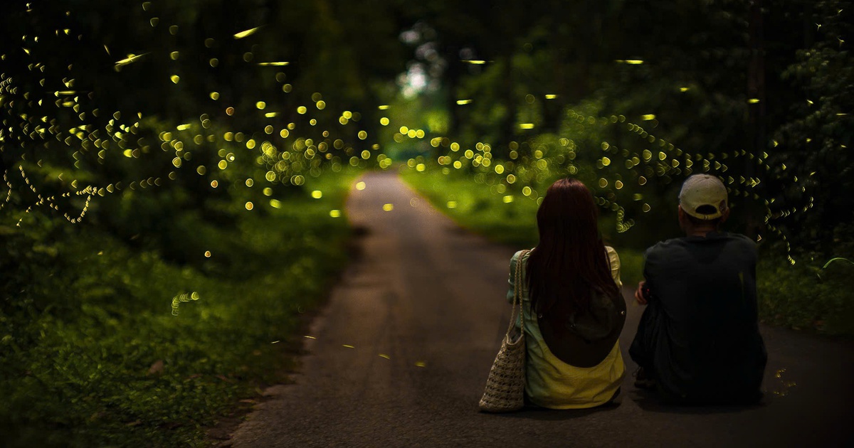 Ngắm đom đ&oacute;m ban đ&ecirc;m ở rừng C&uacute;c Phương: H&atilde;y đến như một vị kh&aacute;ch biết lắng nghe!