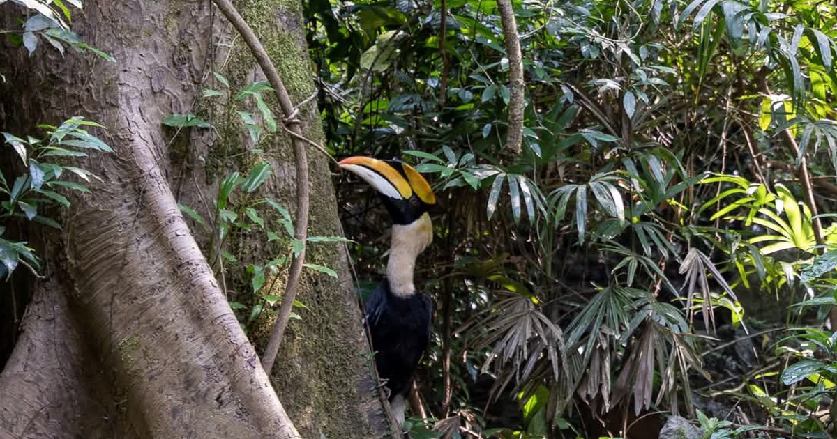 Gần 170 cá thể động vật quý hiếm được thả về rừng Phong Nha - Kẻ Bàng