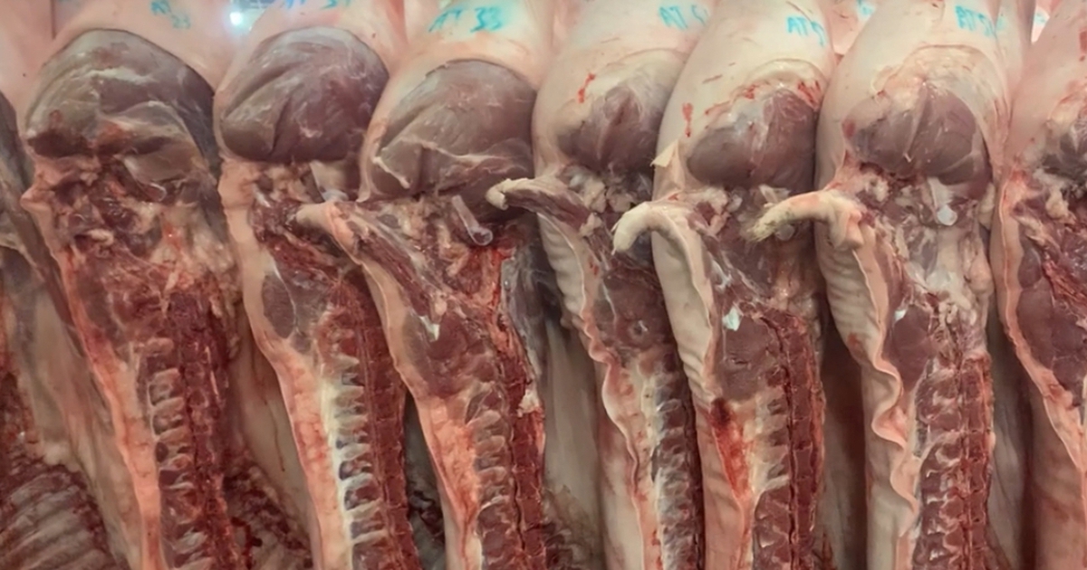 Giá heo hơi hôm nay 20.4.2026: Cao hơn Trung Quốc 30.000 đồng/kg