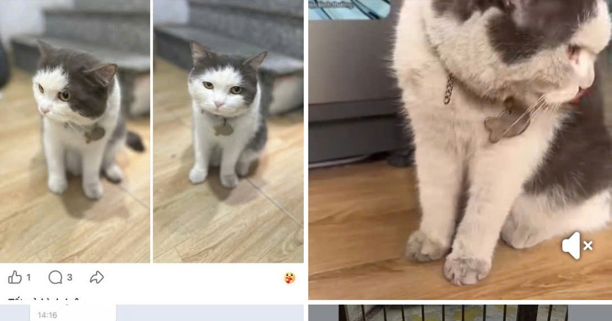 Chiêu lừa mới: Tạo ảnh AI thú cưng bị nhốt để ép chuyển tiền chuộc