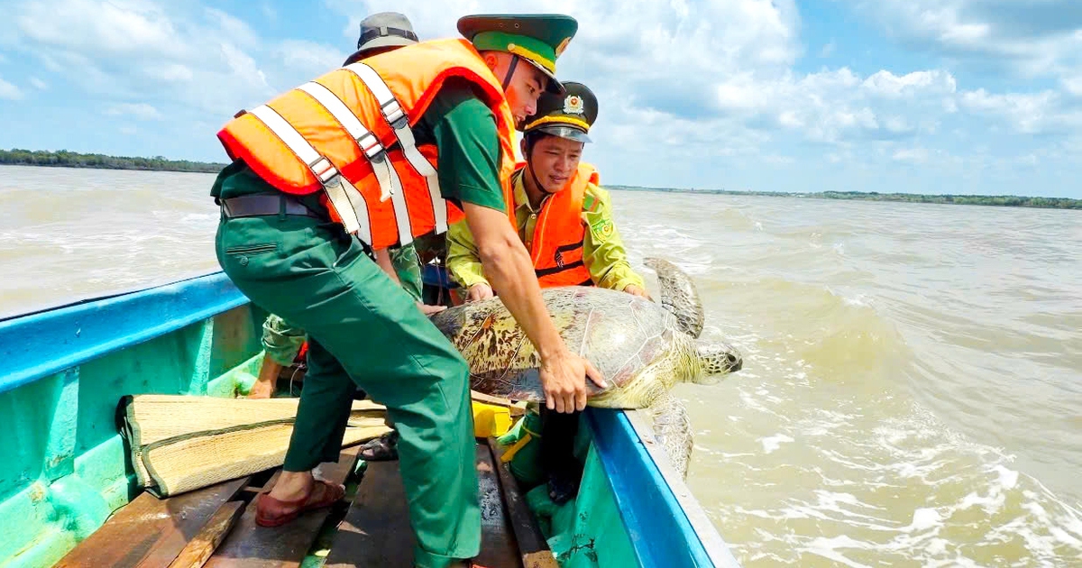 Ngư dân Cà Mau liên tiếp cứu được vích, đồi mồi mắc lưới, thả về biển