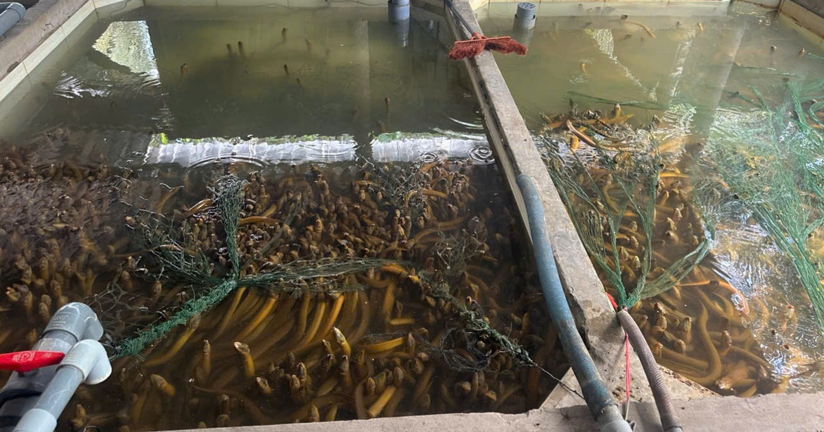 Vụ 4.000 tấn lươn quá lứa 'kêu cứu': Khảo sát nguyện vọng người nuôi trước khi kết nối thu mua
