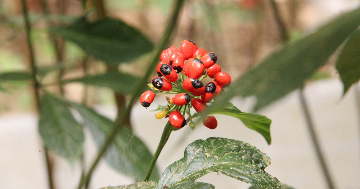 THACO đề xuất đầu tư trồng hàng nghìn ha sâm Ngọc Linh ở vùng cao Đà Nẵng