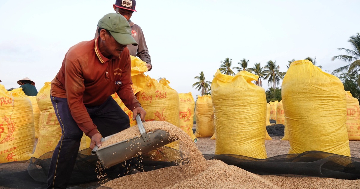 Vì sao giá gạo tăng nhưng nông dân không có lãi?