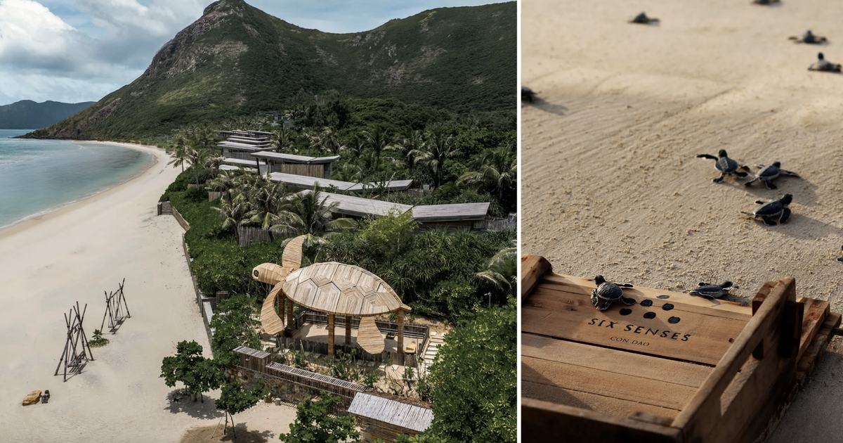 Việt Nam vào top 7 điểm đến trải nghiệm thả rùa biển trên thế giới