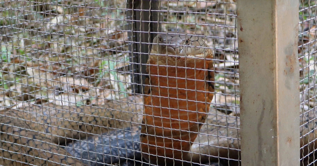 Thả về rừng con rắn hổ mang chúa cực độc bò vào bệnh viện ở Đắk Lắk